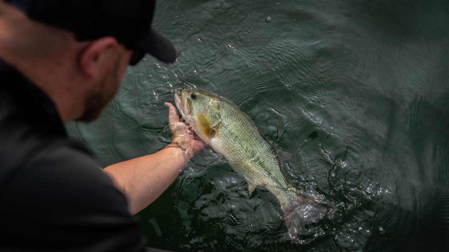 Angler releasing a largemouth bass