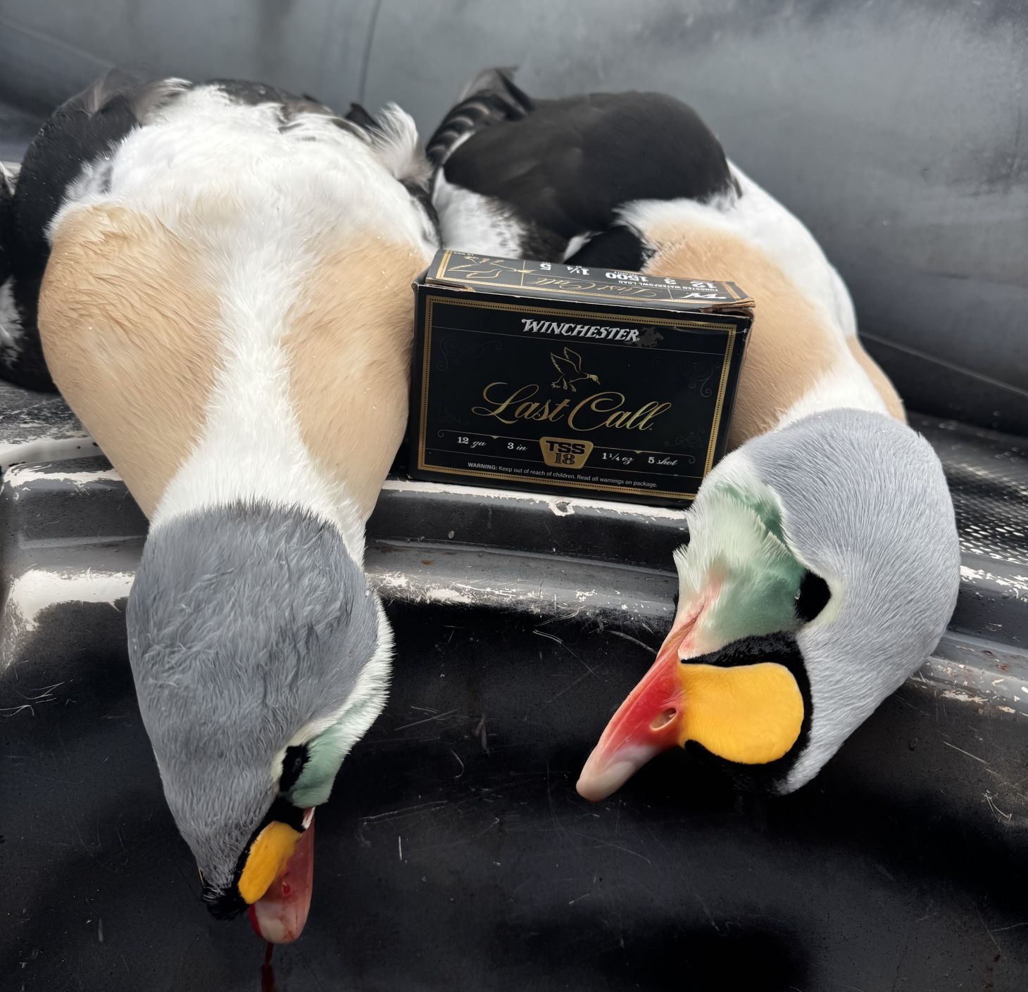Two drake king eiders next to Winchester Last Call box
