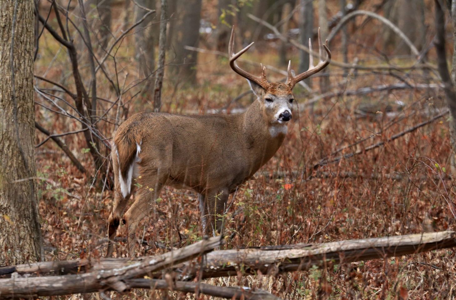 photo of whitetail deer