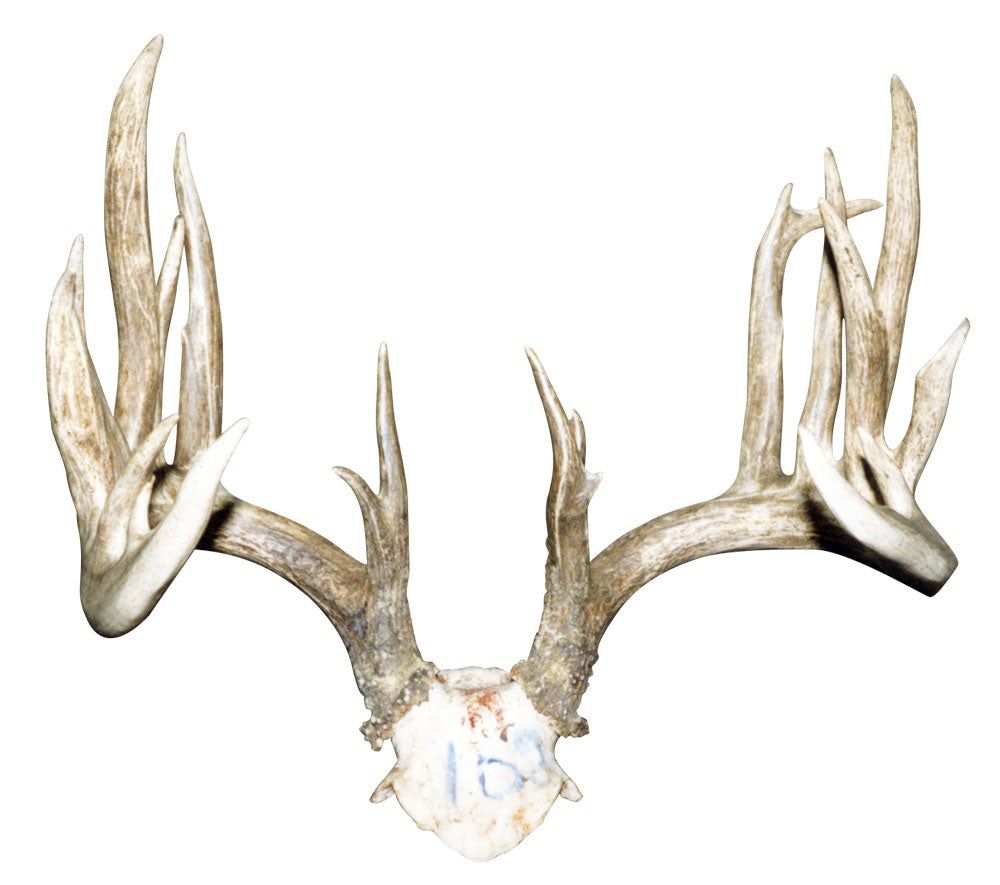 The skull plate and antlers of the Ed Koberstein buck.