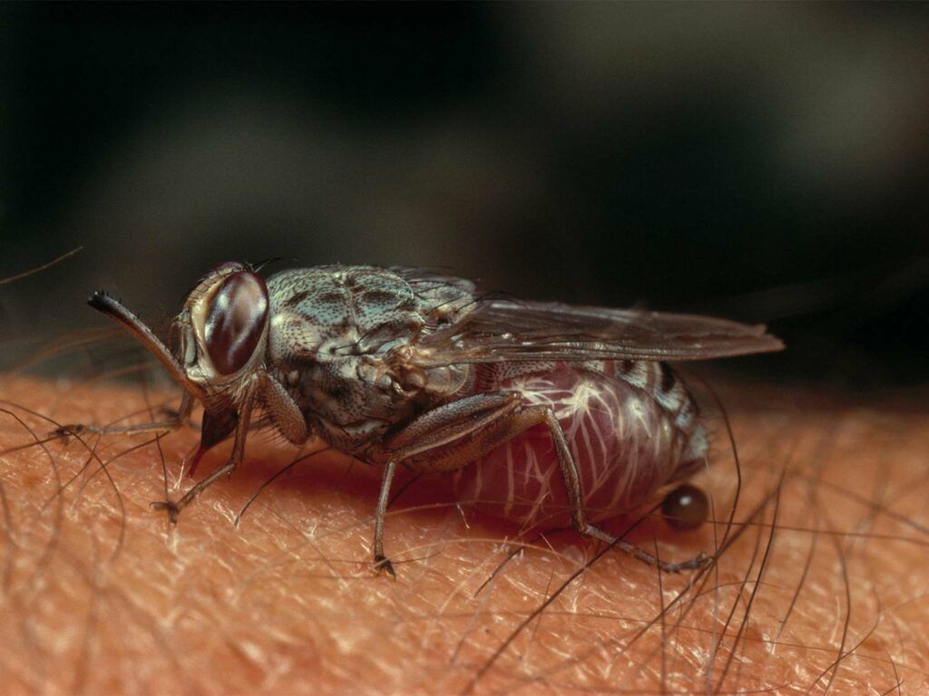A close up image of a tsetse fly.