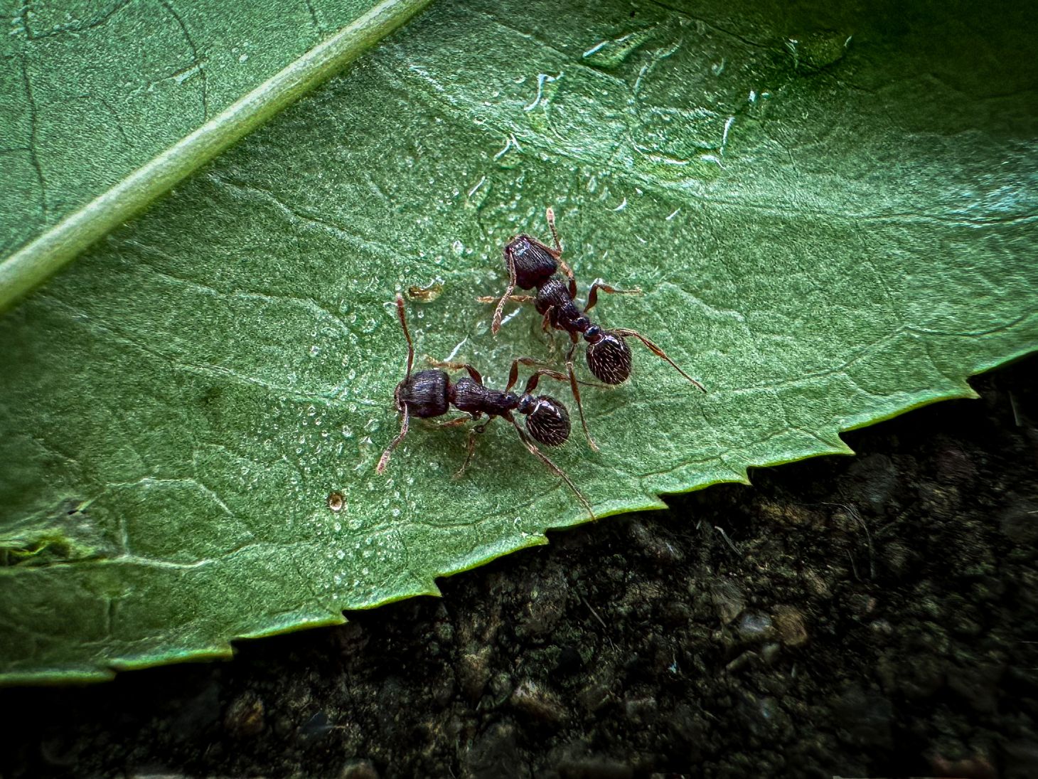 ants are an easy source for survival food
