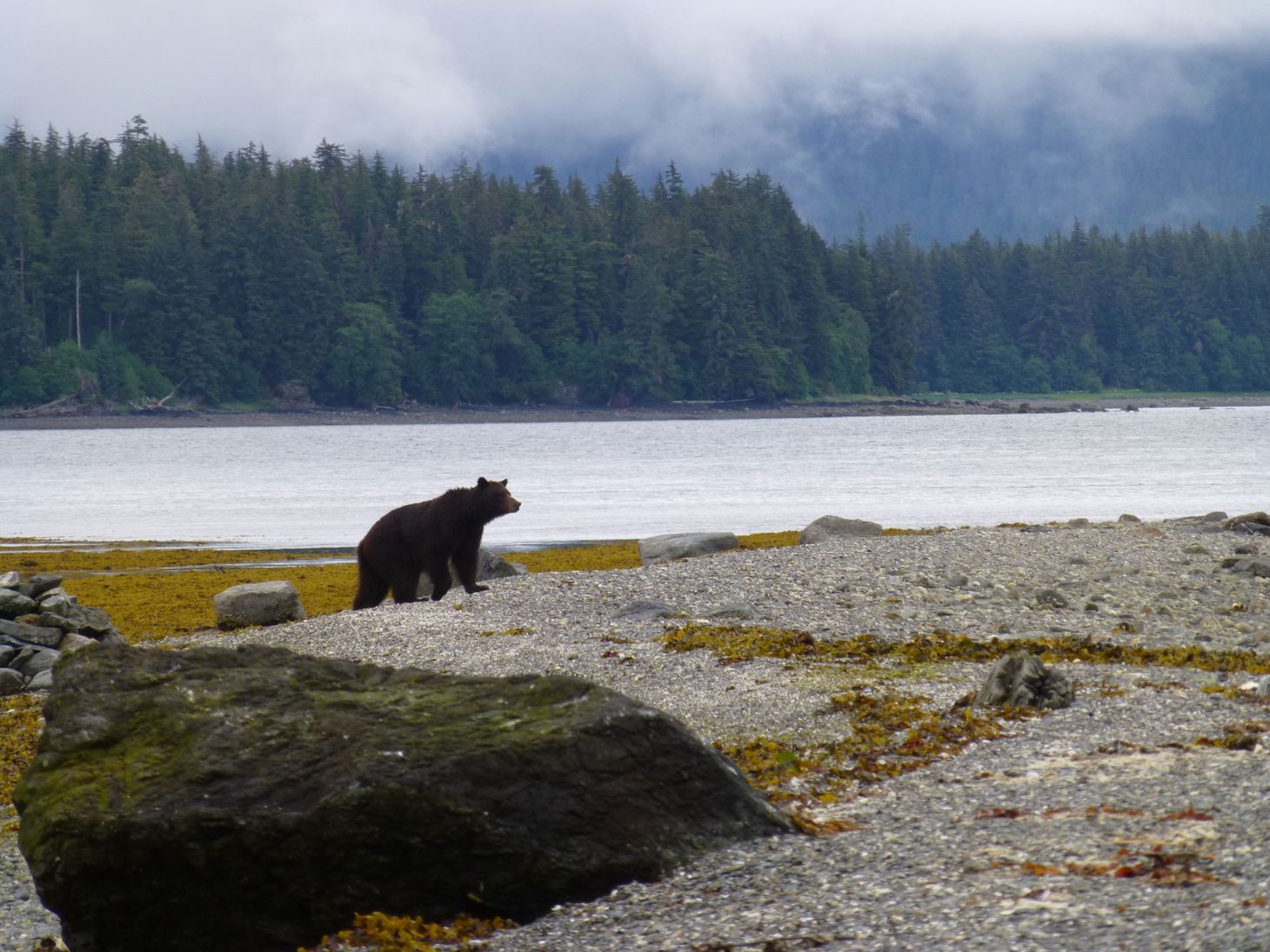 A black bear in the Tongass National Forest in Alaska. 