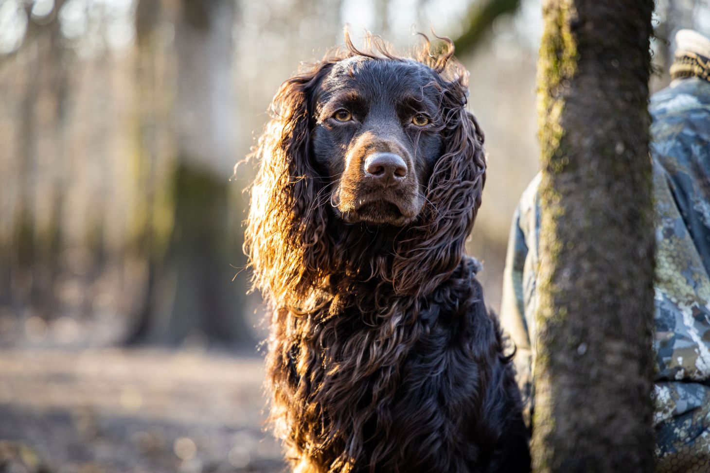 A boykin spaniel.