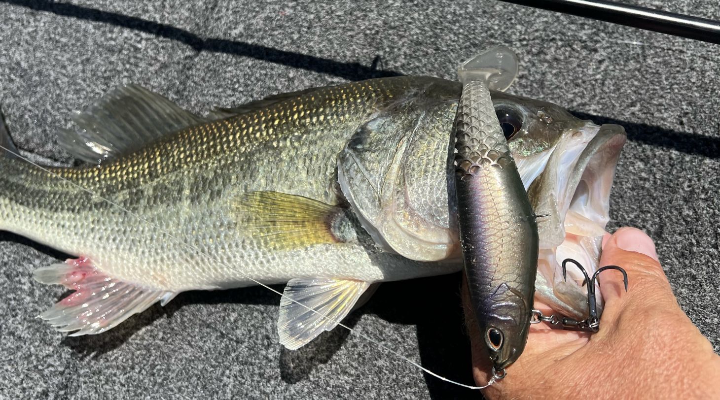 A largemouth bass on the deck of a boat with a cull shad swimbait in its mouth