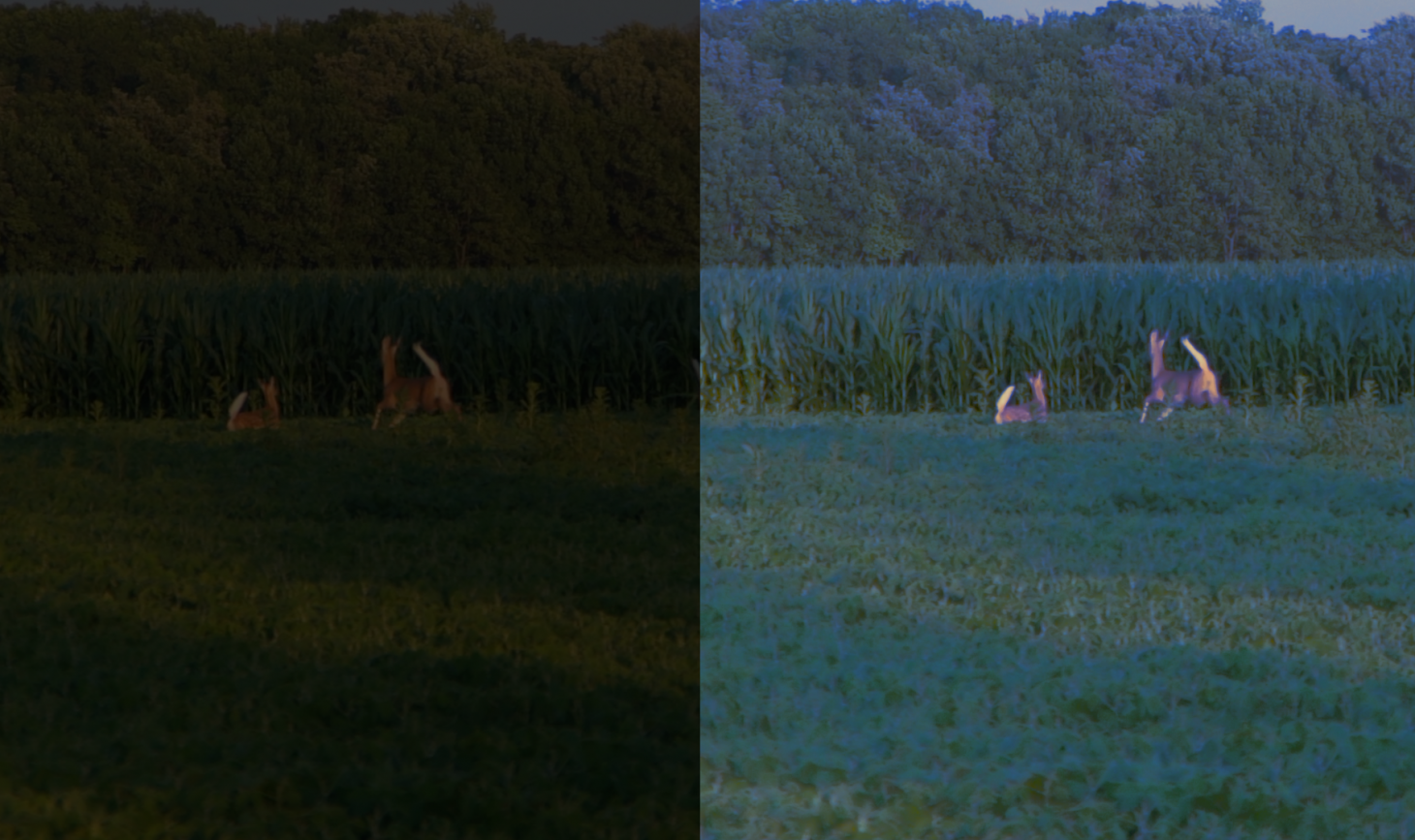 A photo of how a human sees deer flagging compared to a deer. 