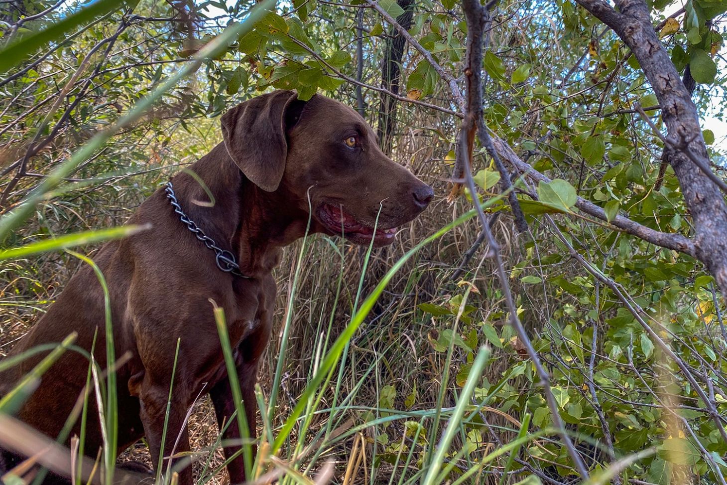 dog sits in brush