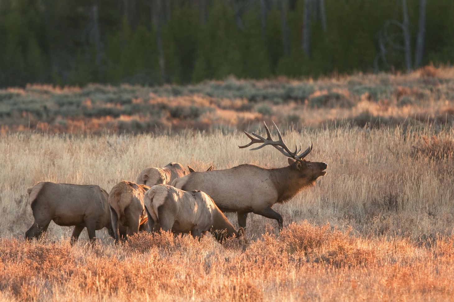 A bull elk lead a harem of cows through a field. 