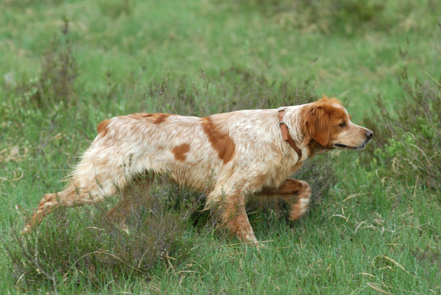 A french brittany. 