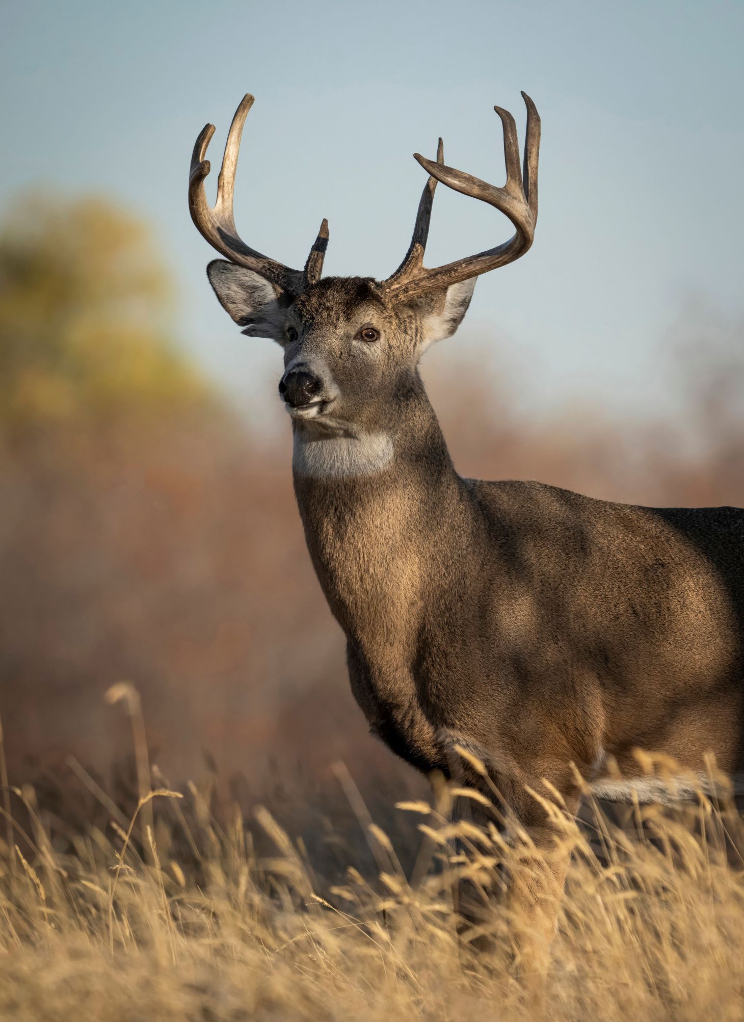 A head-on shot of a big whitetail buck. 
