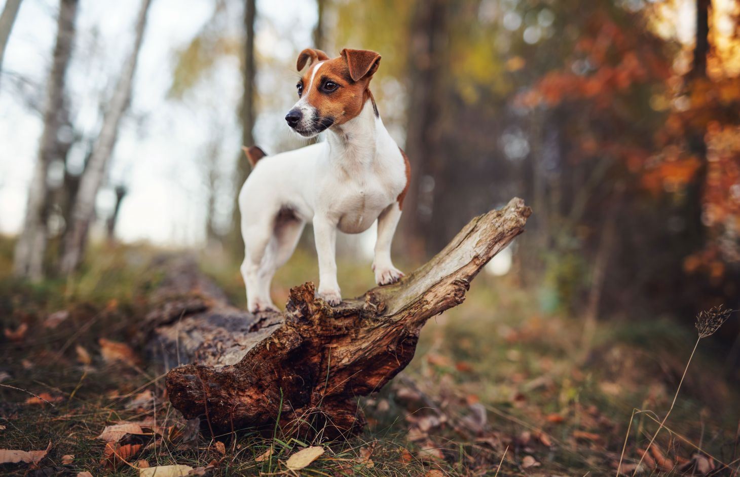 A Jack Russel in the forest. 