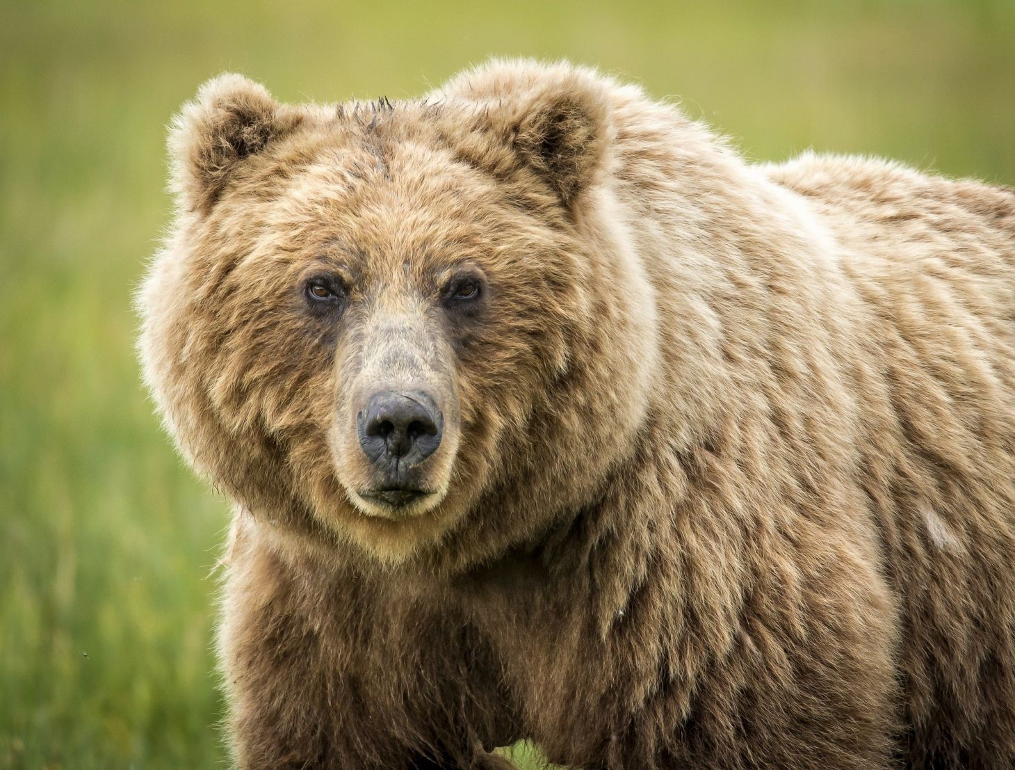 Grizzly bear.
