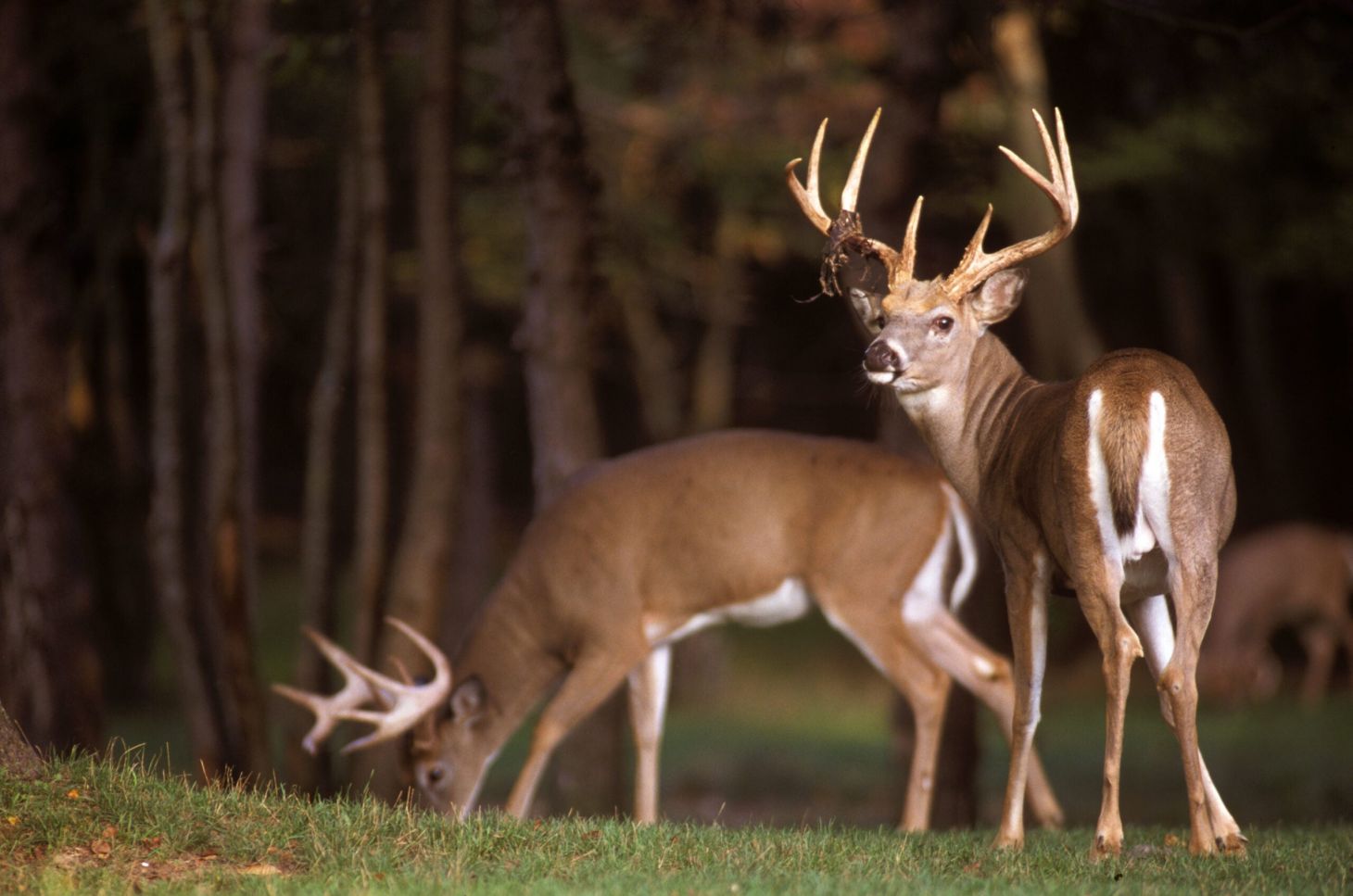 photo of whitetail bucks