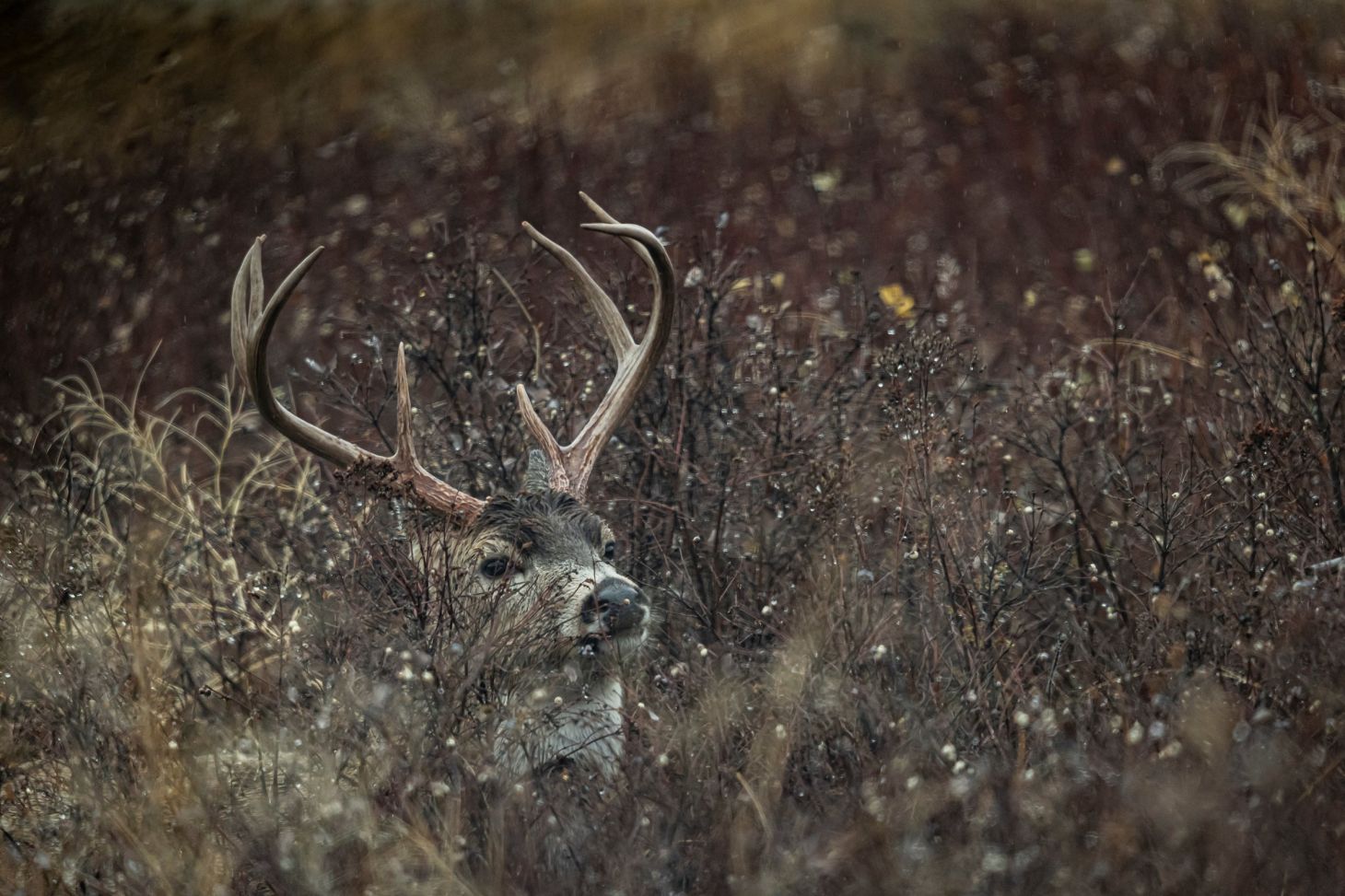 photo of deer bedded in the rain
