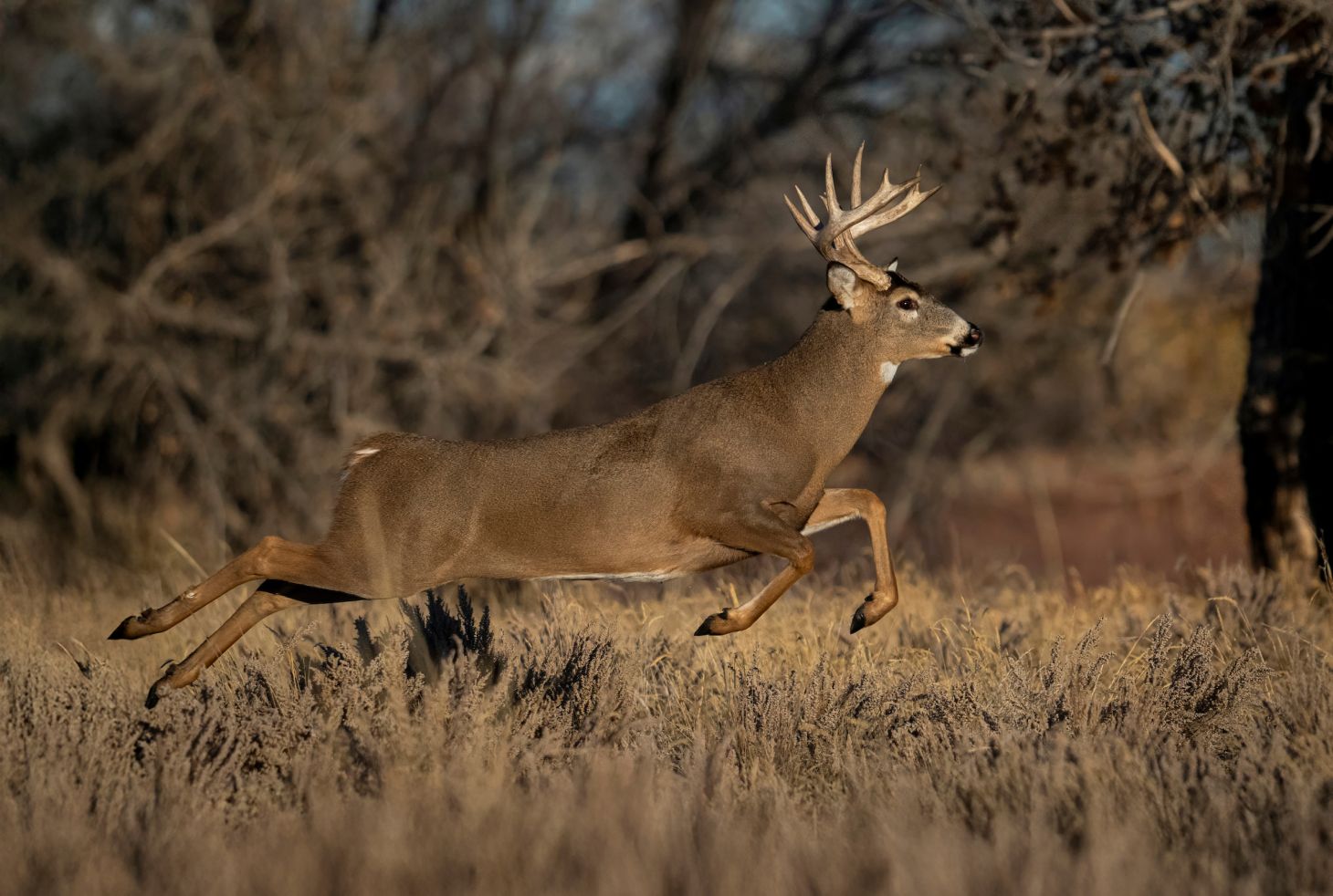 A whitetail buck bounds through the woods during the rut. 