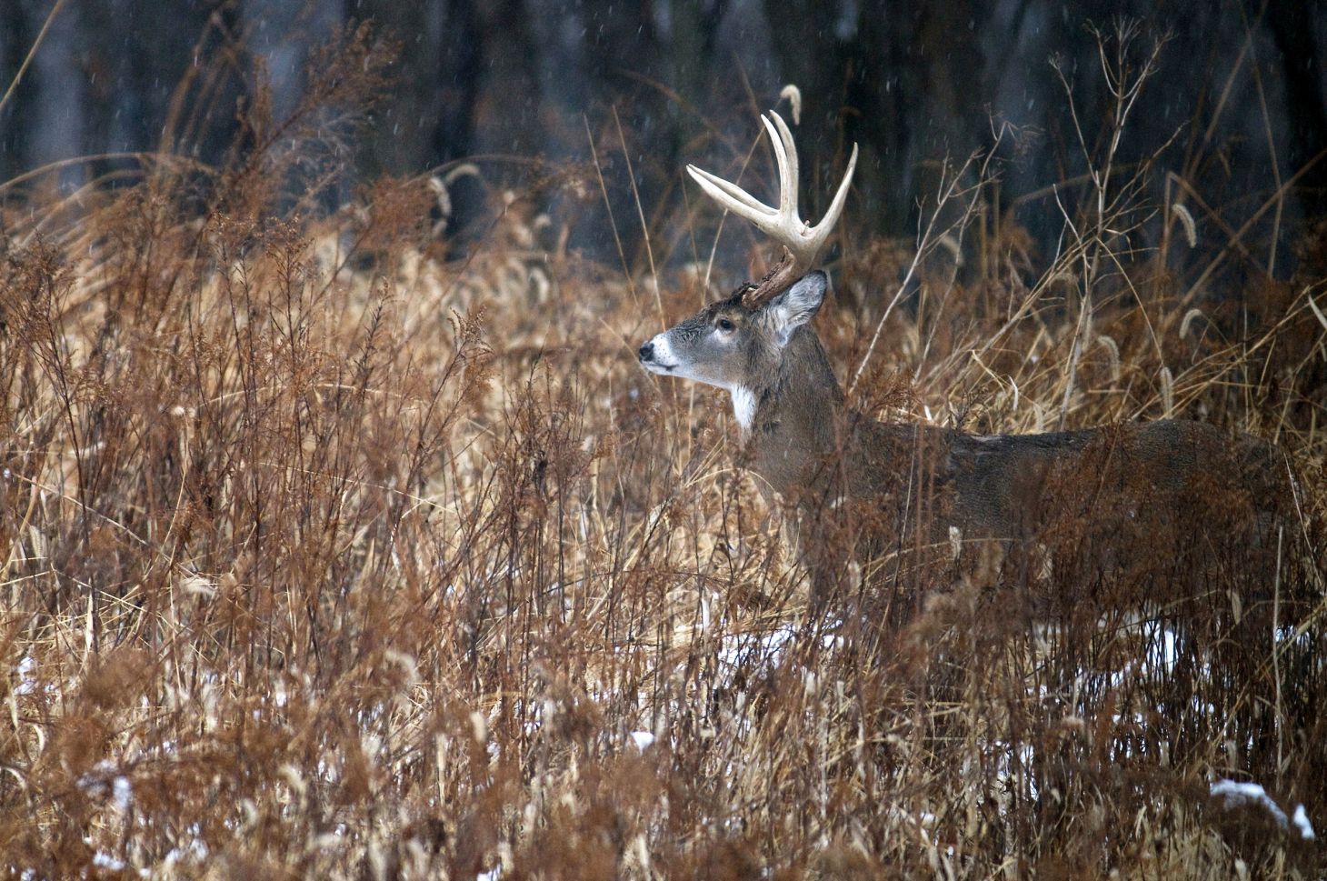A whitetail buck walks the edge of a swamp.
