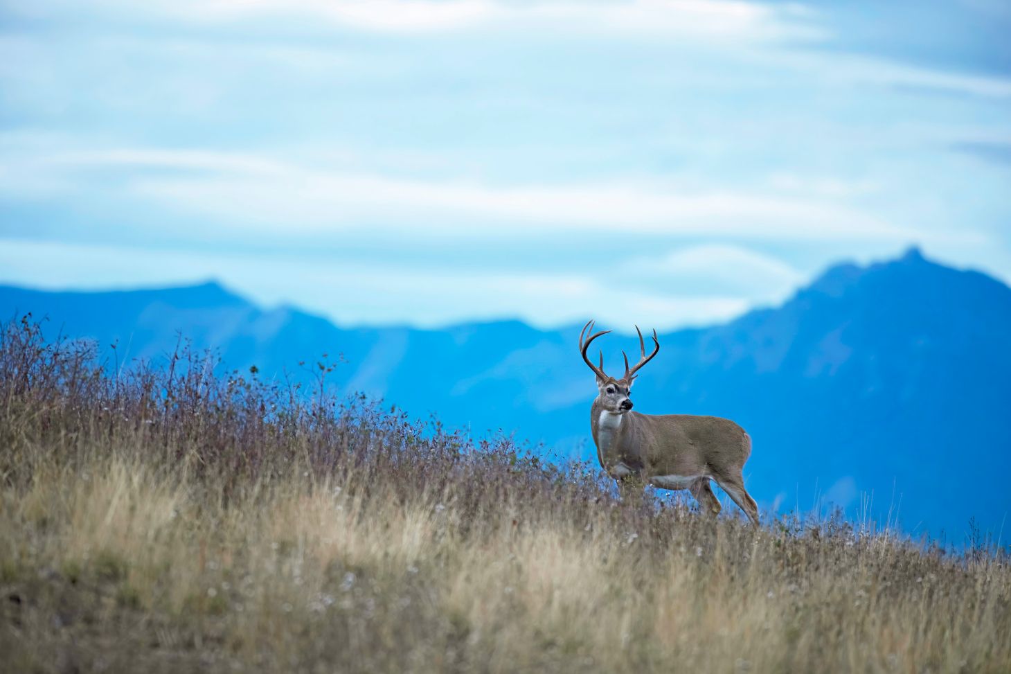 A photo of a whitetail buck on a grassy ridge with mountains in the background. 