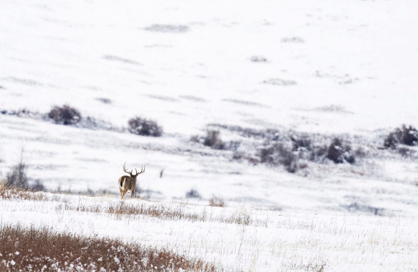 A huge whitetail buck crosses a wide snowy expanse looking for does during the rut. 