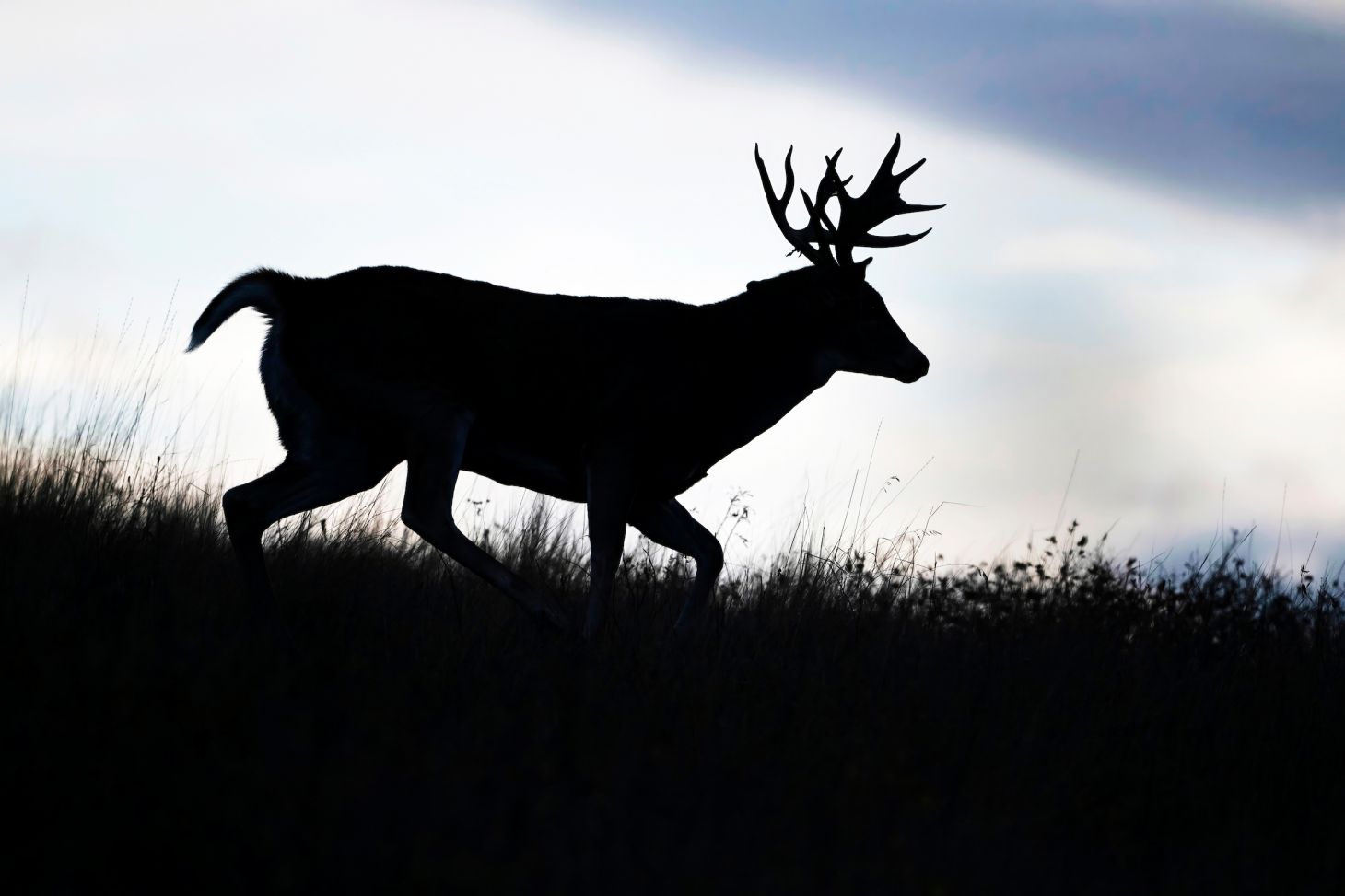 A whitetail buck cruises along a ridge at dusk. 