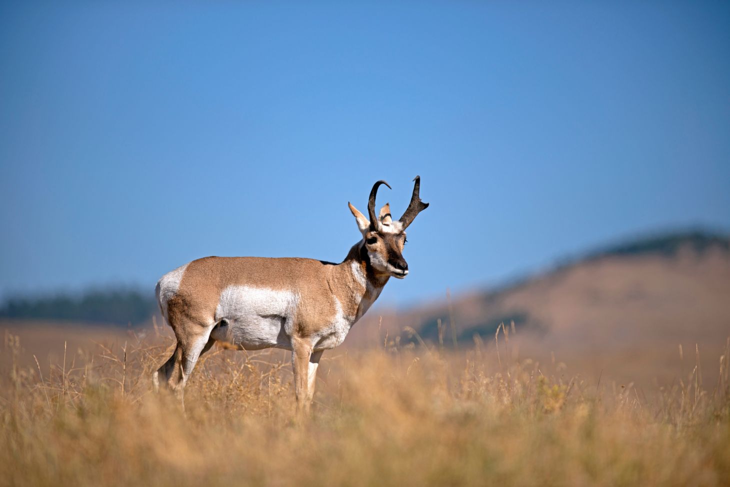 A pronghorn buck stand on the prairie with a blue sky in the background.