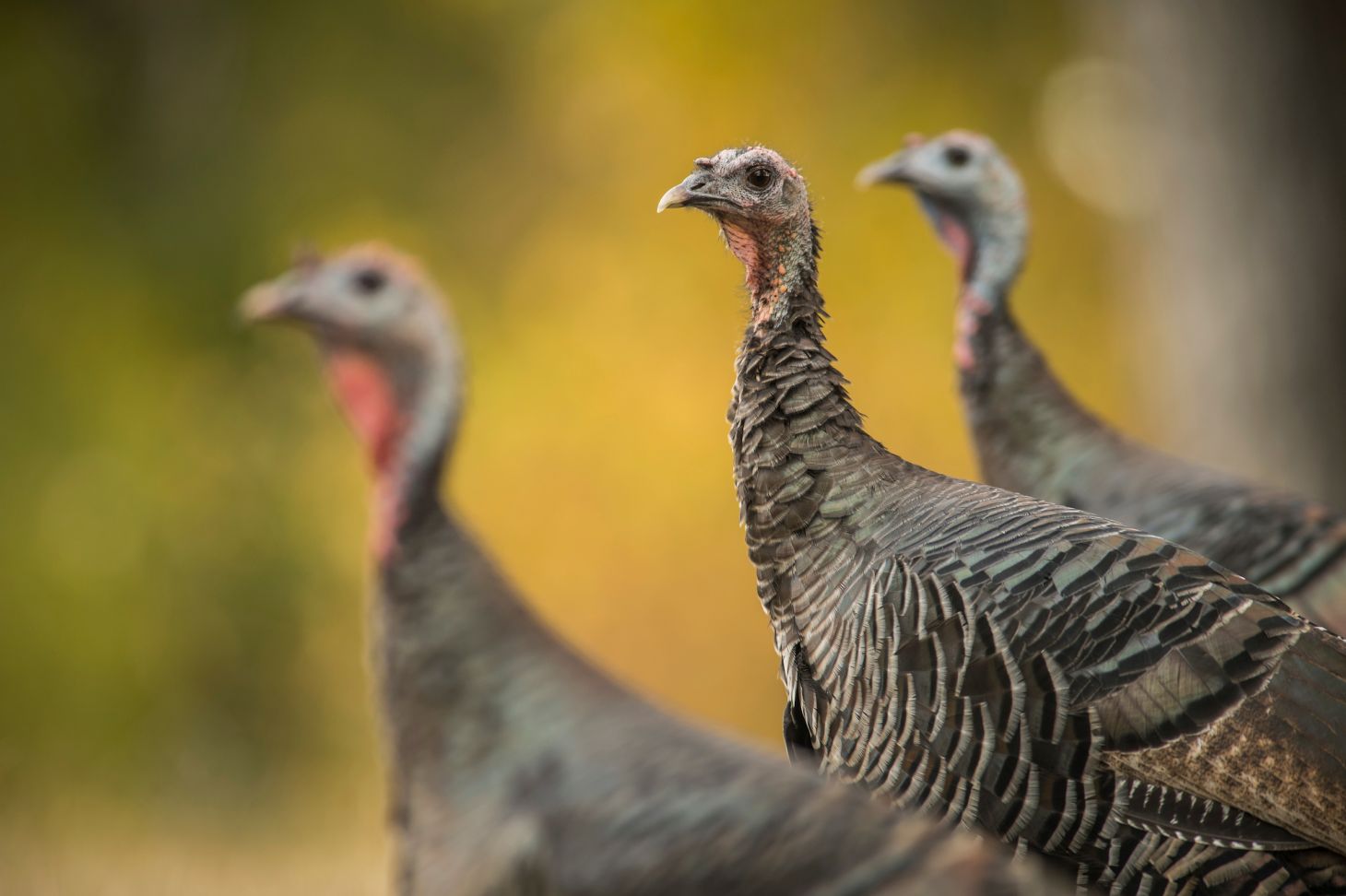 Three hen turkeys walk through an opening. 