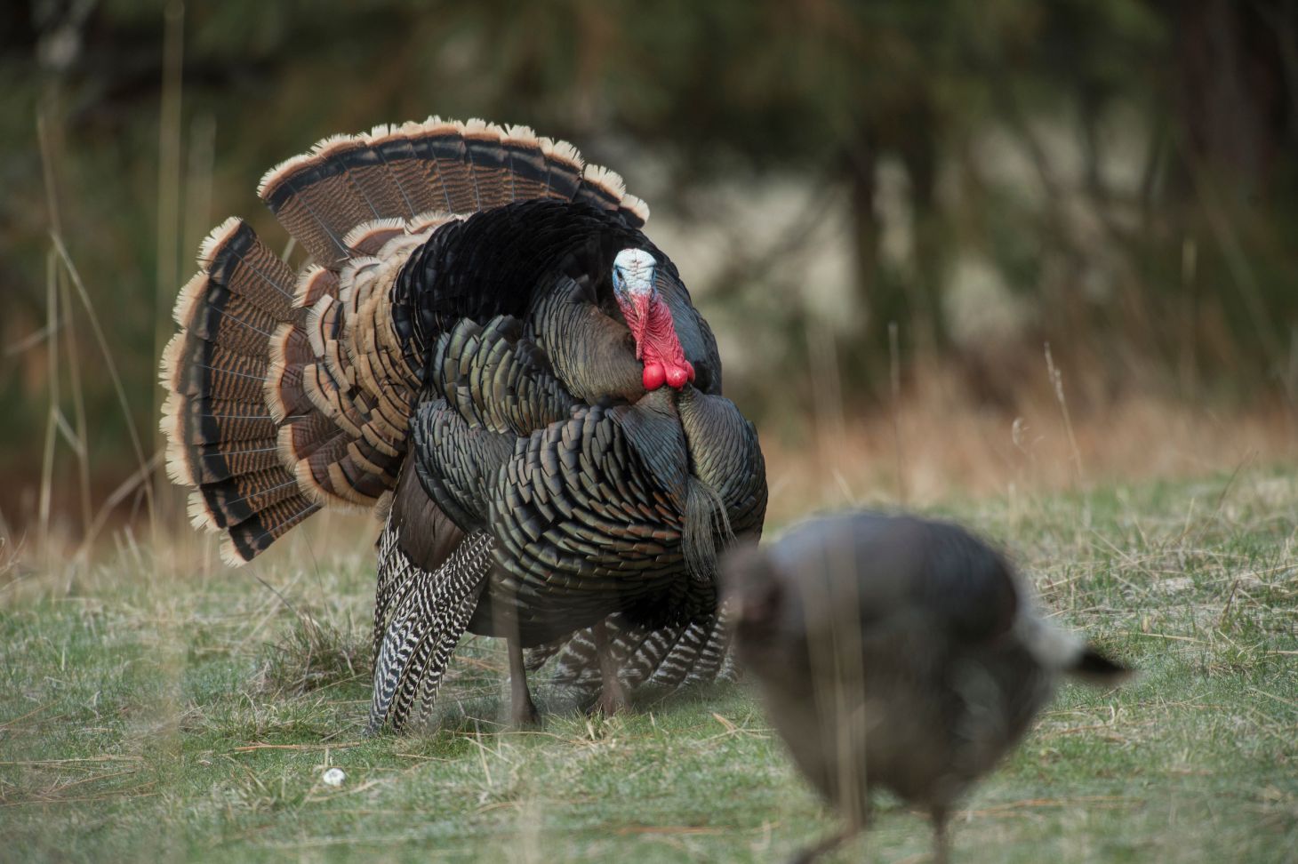 A tom turkey struts for a hen along a field edge. 