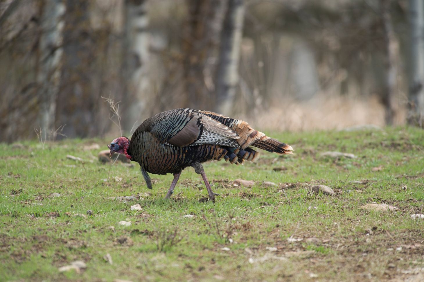 A tom turkey feeds in an early-spring green field. 