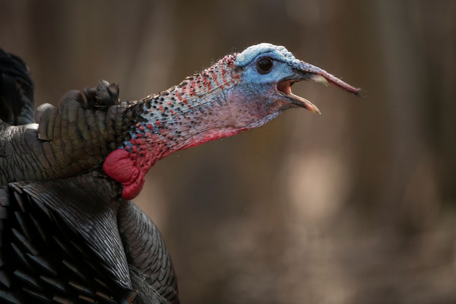 A tom turkey gobbles with woods in the background. 
