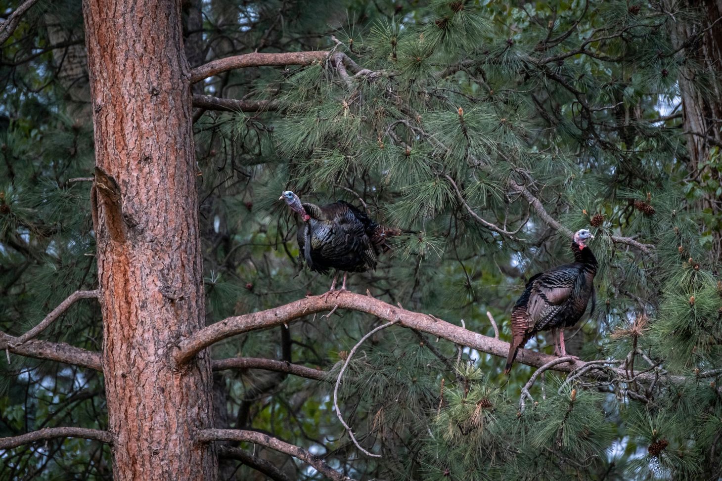 A pair of tom turkeys roosting on the limb of a large pine tree. 