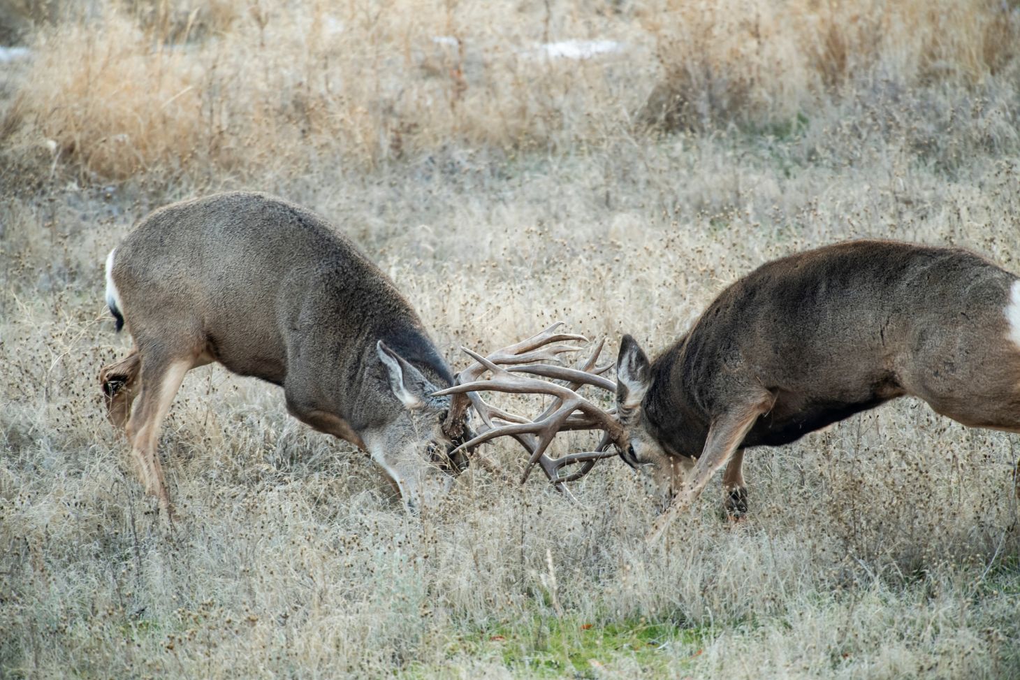 Mule deer bucks smash antlers in a fall meadow.