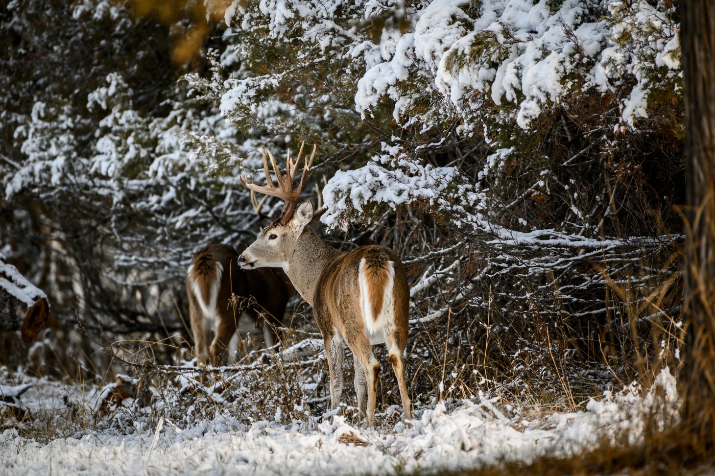 A whitetail bucks skirts the edge of thick conifer swamp.