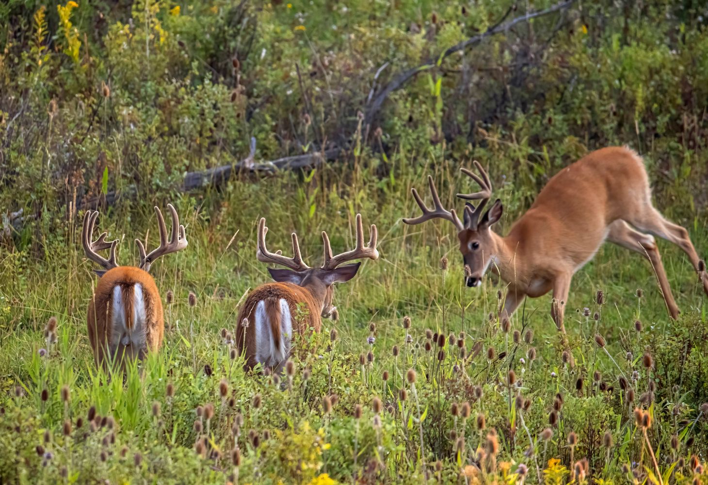 The velvet whitetail bucks at the edge of a field, one bluff-charging the other two. 
