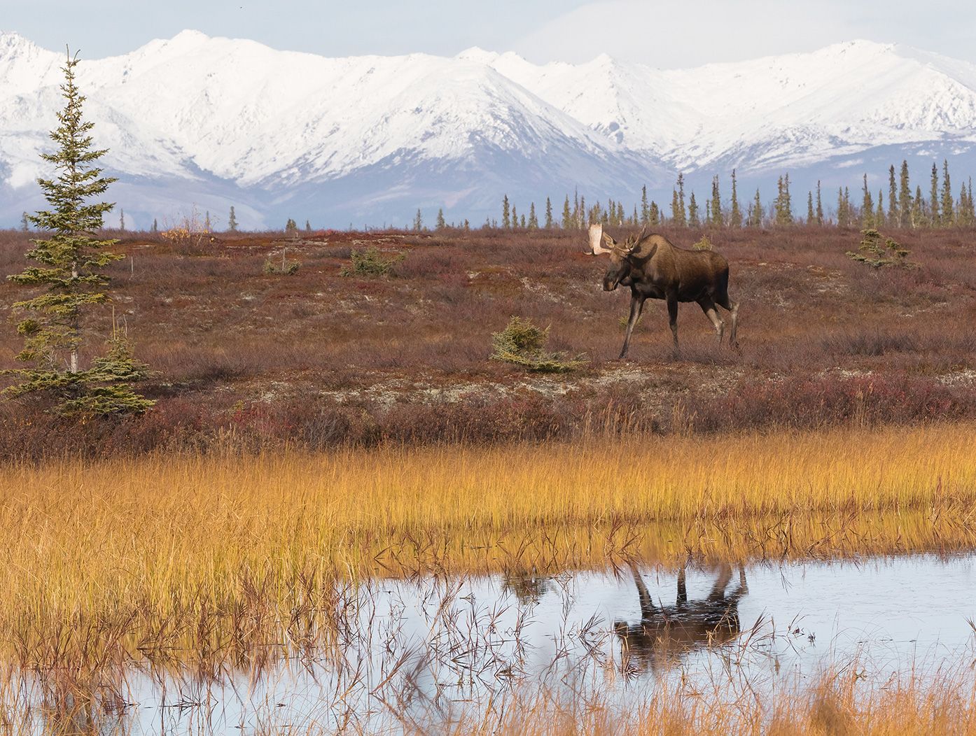 A moose in the Brooks Range near the site of the proposed Ambler Road.