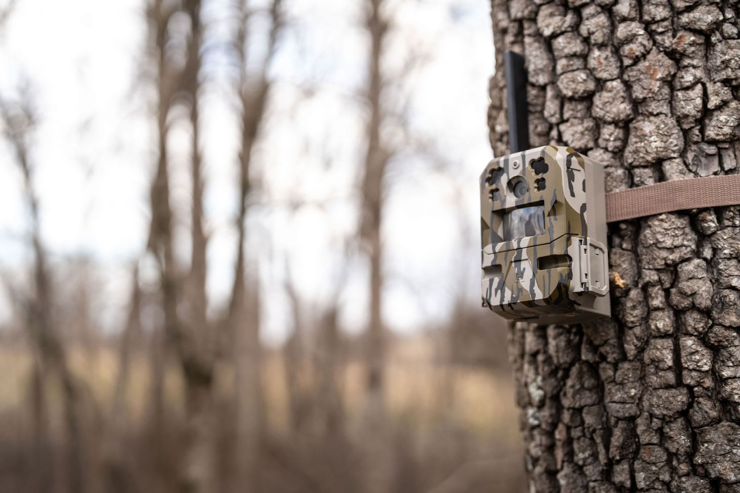 A trail camera attached to a tree in the woods. 