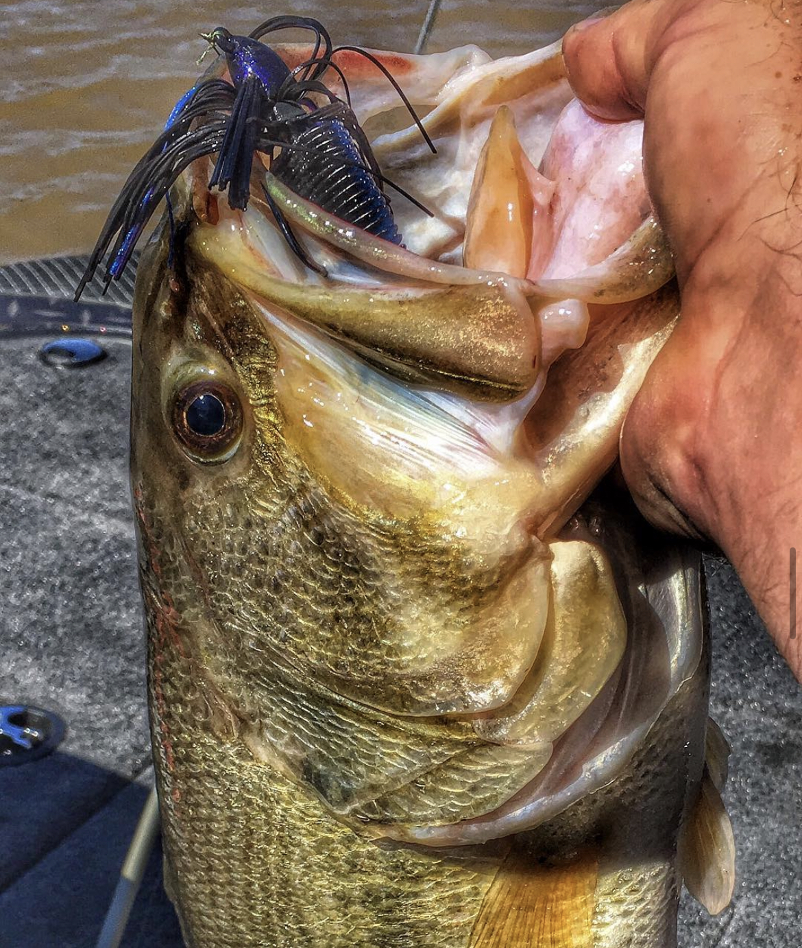 Angler holding bass with a Berkley skipping jig hanging out of it's mouth