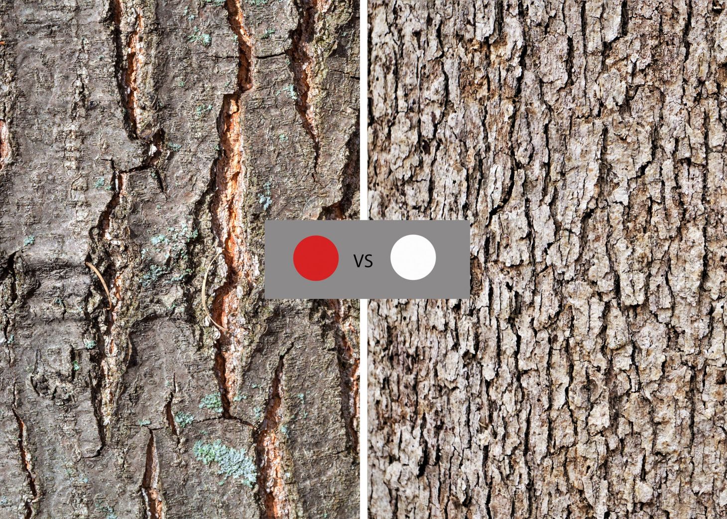 photo of red oak vs white oak bark