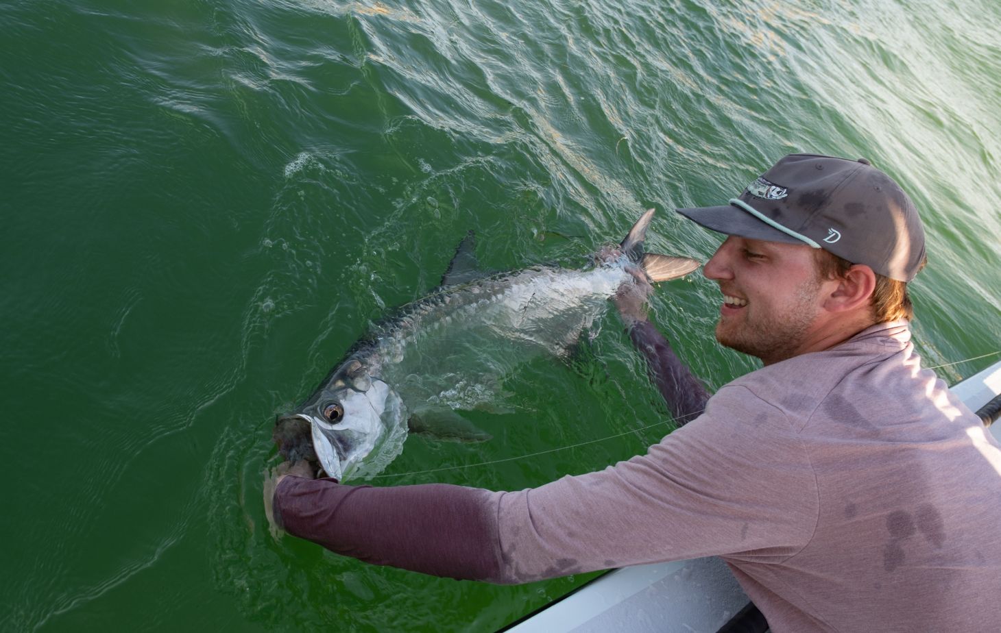 tarpon