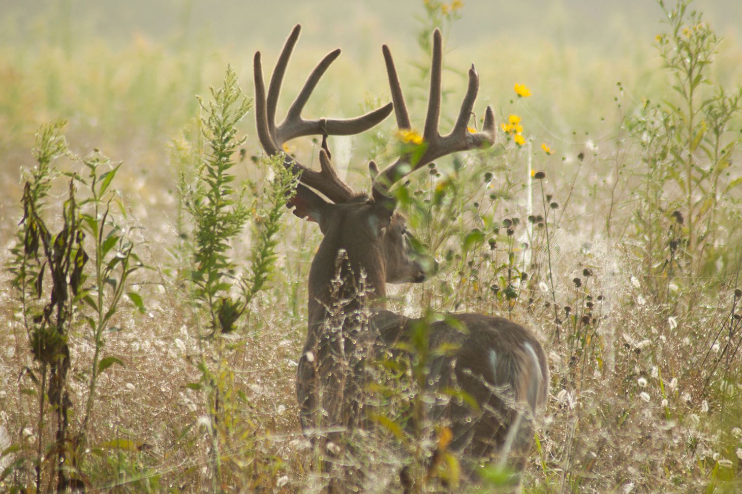 A velvet buck in Tennessee. 
