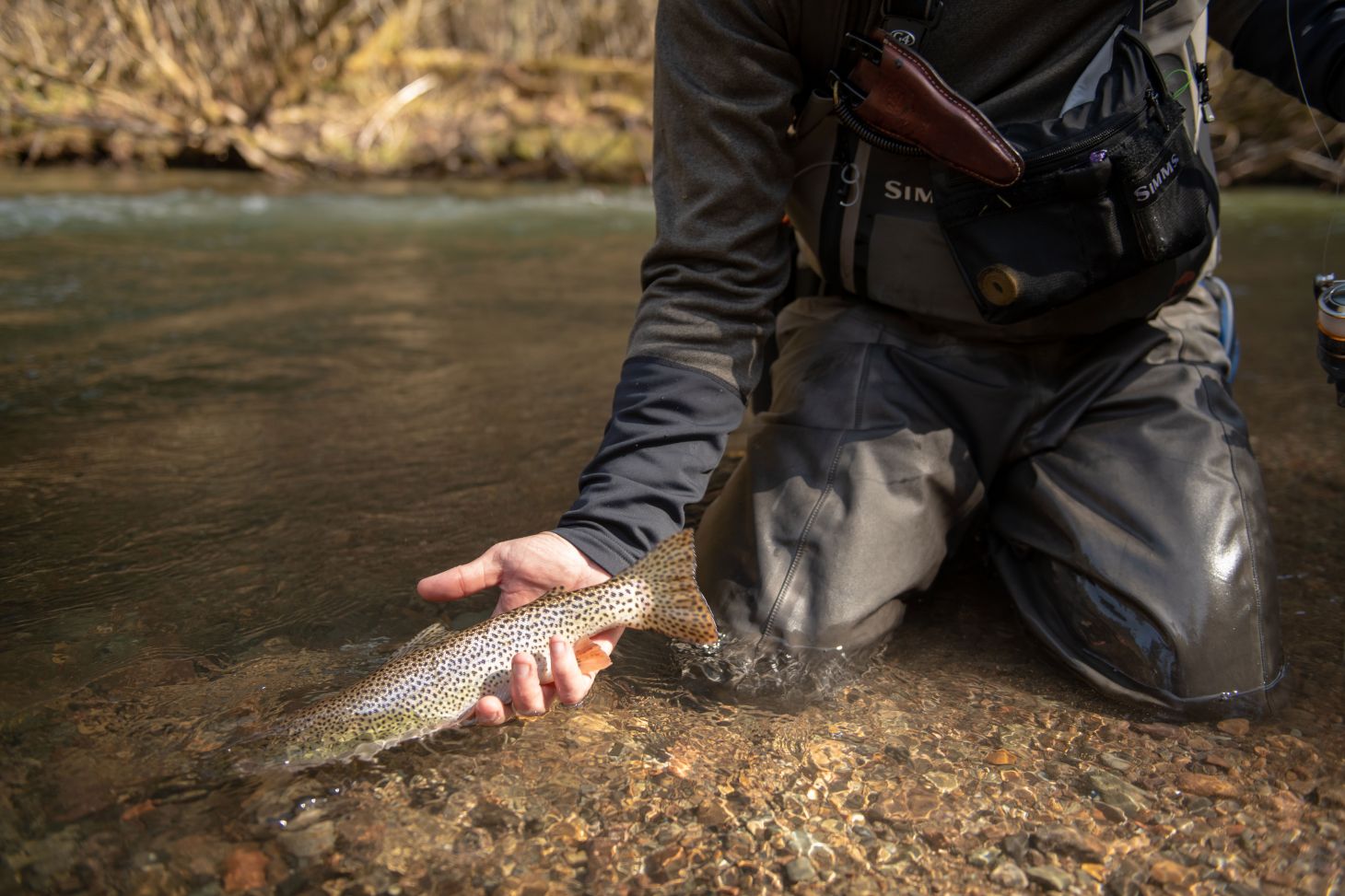 A fly fisherman releases a trout caught in southeast Alaska. 