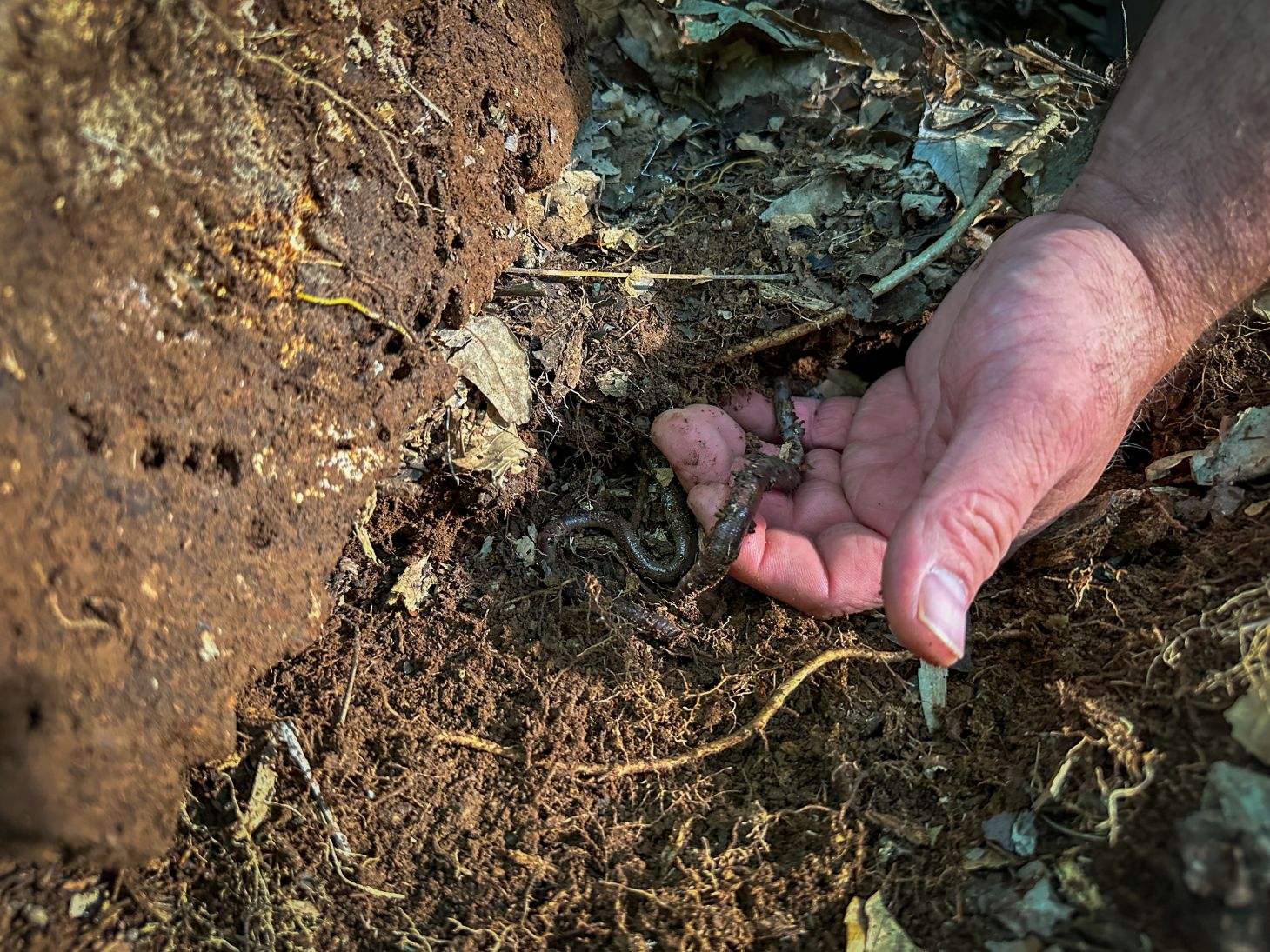 under moist and rotted logs