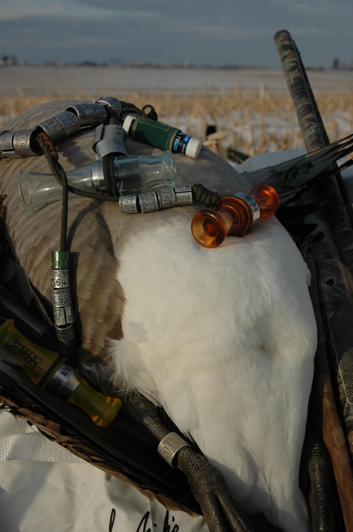 Calls & Decoys photo