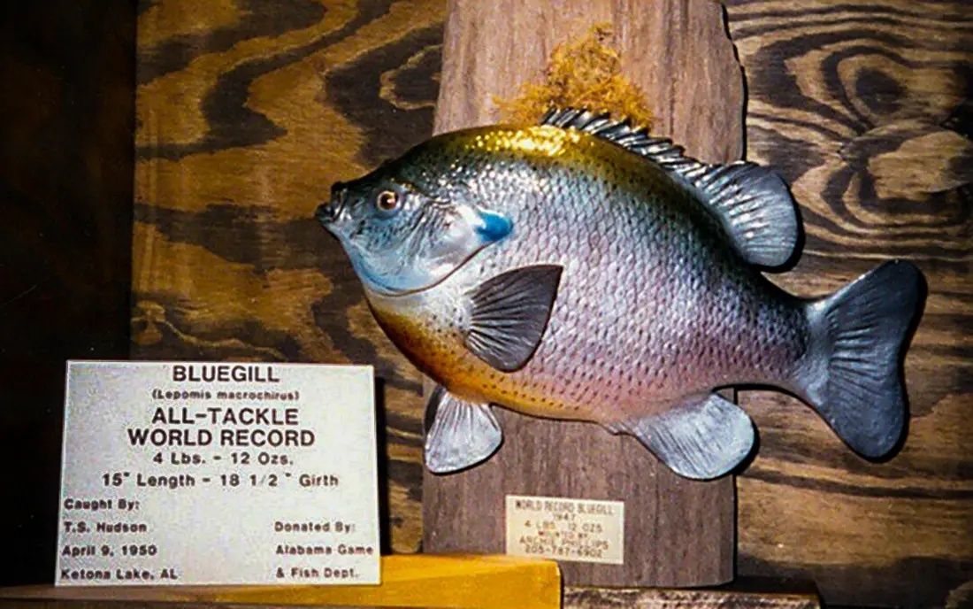 a taxidermy mount of the biggest bluegill of all time.