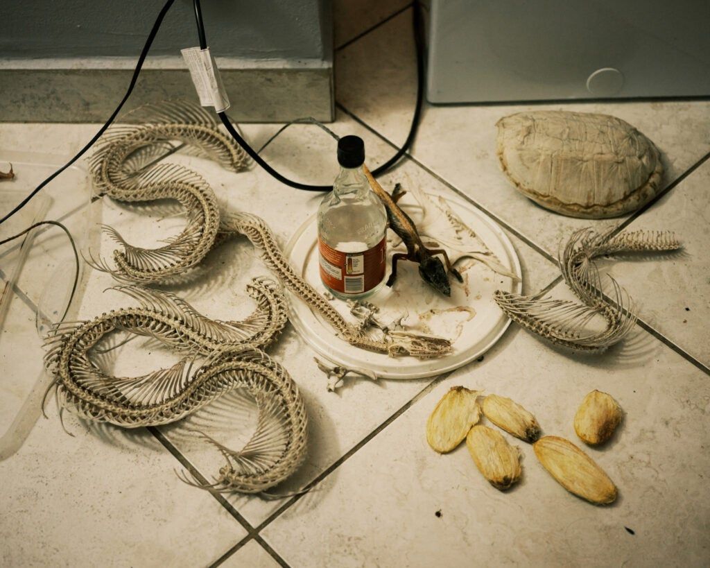 A few of the many bones in Ausburn and Pavlidis' house.